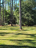 Forestry Mulching