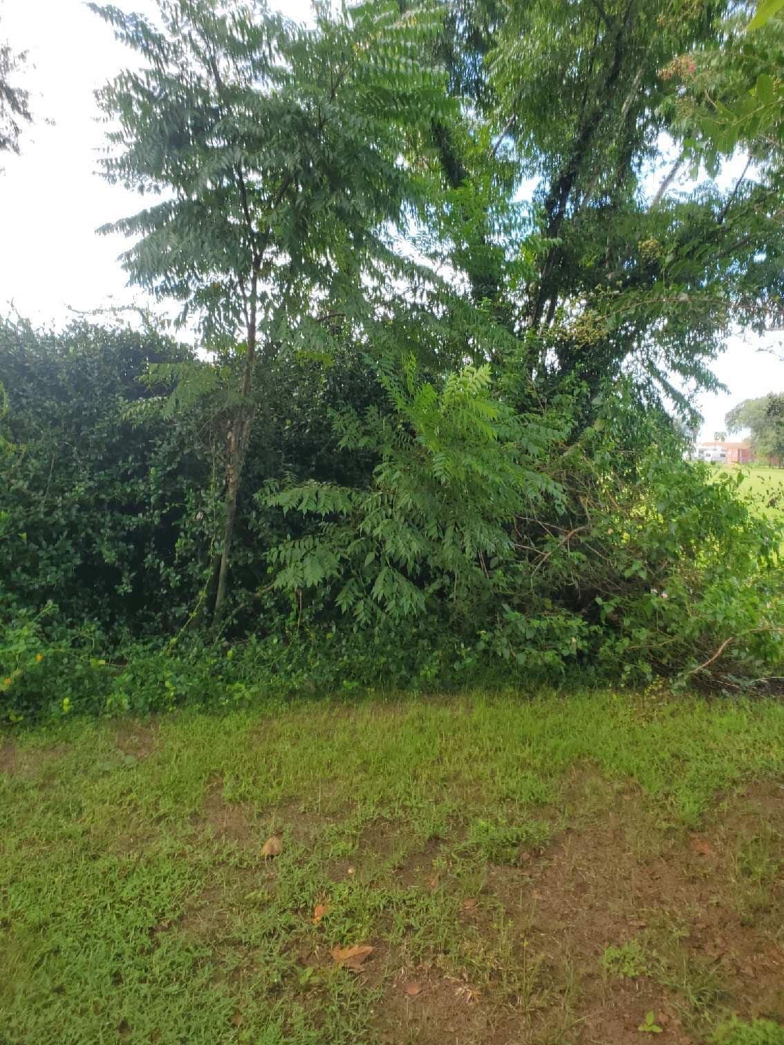 Forestry Mulching